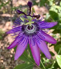 Purple Passion Flower Seeds for Planting – Hardy Variety, Heirloom, Non-GMO, High Germination Organic Garden Seeds