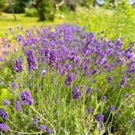 Pink Lavender Marjoram Flower Seeds for Planting | Heirloom Non-GMO High Germination Organic Garden Seeds
