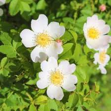 White Rosa Canina Flower Seeds for Planting – Sun Loving Heirloom Non-GMO Seeds