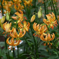 Lilium Martagon Flower Seeds for Planting | Heirloom Non-GMO High Germination
