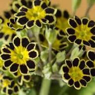 Yellow Black Primrose Flower Seeds for Planting – Heirloom, Non-GMO, High Germination Organic Garden Seeds