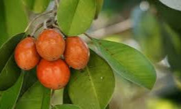 Manilkara Kauk fruit seeds for planting - Heirloom & Non-GMO Garden seeds, sweet tropical fruit for backyard gardens