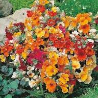Mixed Nemesia Carnival Flower Seeds for Planting | Heirloom Non-GMO High Germination Organic Garden Seeds