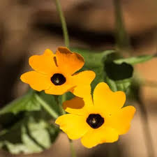 Mixed Thunbergia Flower Seeds for Planting | Heirloom Non-GMO Organic Garden Seeds, High Germination