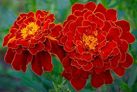 Maroon Red Marigold Flower Seeds for Planting – Non-GMO, High Germination Heirloom Organic Garden Seeds
