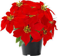 Green Poinsettia Perennial Flower Seeds for Planting – Wildflower Mix, Heirloom, Non-GMO Seeds