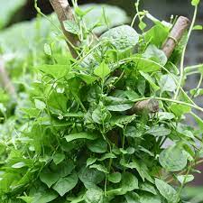 Green Malabar Vegetable Seeds for Planting – Heirloom & Non-GMO Garden Seeds