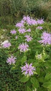 Monarda Bradburiana Flowe rSeeds for Planting – Heirloom, Non-GMO, High Germination Organic Garden Seeds
