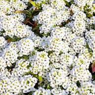 Alyssum Flower Seeds for Planting – Compact Growth, Heirloom, Non-GMO, High Germination Organic Garden Seeds