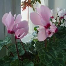 Lavender Cyclamen Flower Seeds for Planting - Fragrant Blossoms, Heirloom & GMO Free Seeds for Home Garden Non-GMO
