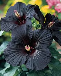 Black Hibiscus Flower Seeds for Planting – Heirloom Non-GMO Organic Garden Seeds with High Germination
