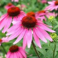 Purple Coneflower Flower Seeds for Planting – Heirloom, Non-GMO, High Germination Garden Seeds