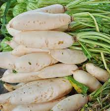 Smooth White Daikon Radish Seeds – Asian White Heirloom Vegetable Seeds for Planting, Non-GMO & High Yield