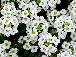 Heirloom Alyssum Flower Seeds for Planting – Perfect for Borders, Non-GMO, High Germination Organic Garden Seeds