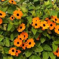 Alata Flower Seeds for Planting | Heirloom Non-GMO High Germination Organic Seeds