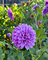 Purple Astrantia Masterwort Flower Seeds for Planting – Heirloom, Non-GMO, High Germination Organic Garden Seeds