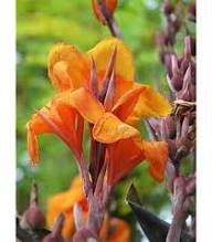 Yellow Achira Flower Seeds for Planting – Heirloom, Non-GMO, Wildflower Mix Organic Garden Seeds