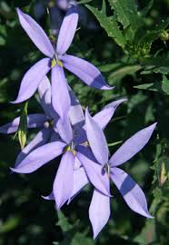 Laurentia Flower Seeds for Planting – Heirloom Non-GMO, High Germination Organic Garden Seeds
