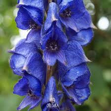 Heirloom Aconitum Flower Seeds for Planting – Hardy Variety, Non-GMO, High Germination Organic Garden Seeds