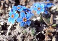Alpine Flower Seeds for Planting – Heirloom, Non-GMO, Cottage Garden Essential Organic Garden Seeds