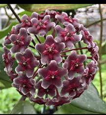 Wax Flower Seeds for Planting | Heirloom Non-GMO Organic Garden Seeds