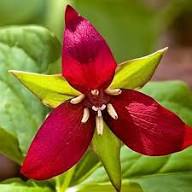 Green Trillium Flower Seeds for Planting | Heirloom Non-GMO High Germination Organic Garden Seeds