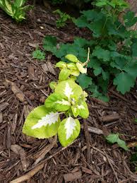 White Green Coleus Flower seeds for Planting - GMO Free, Heirloom &amp; GMO Free Seeds For Home Garden | Non-GMO Seeds