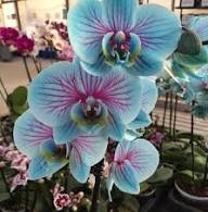 Rainbow Phalaenopsis Orchid Flower Seeds for Planting | Heirloom Non-GMO Organic Garden Seeds, Perfect for Borders, High Germination