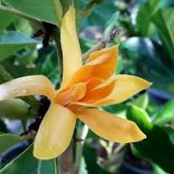 Chempaca Flower Seeds for Planting – Fragrant Blossoms, Heirloom, Non-GMO, High Germination Organic Garden Seeds