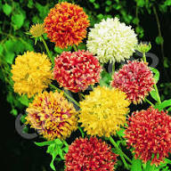 Mixed Gaillardia Flower Seeds for Planting - Low Maintenance, Heirloom & Non-GMO Seeds for Home Garden