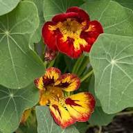 Red Nasturtium Flower Seeds for Planting – Wildflower Mix Heirloom, Non-GMO, High Germination Organic Garden Seeds
