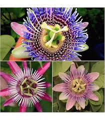 Mixed Passiflora Incarnata Flower Seeds for Planting – Premium Quality, Heirloom, Non-GMO, High Germination