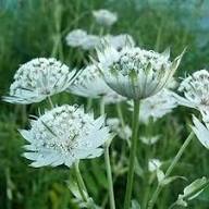 White Astrantia Flower Seeds for Planting – Heirloom Non-GMO High Germination Organic Garden Seeds