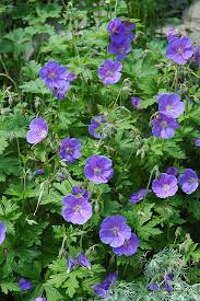 Geranium Perennial Flower Seeds for Planting Deep Blue – Sun Loving, Heirloom, Non-GMO, High Germination Organic Garden Seeds