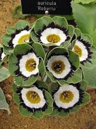 Green Shade Auricula Flower Seeds for Planting – Heirloom Non-GMO High Germination Organic Garden Seeds