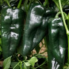 Green Poblano Vegetable Seeds for Planting – Heirloom & Non-GMO Garden Seeds