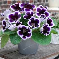 Gloxinia Flower Seeds for Planting – Sun Loving, Heirloom, Non-GMO, High Germination