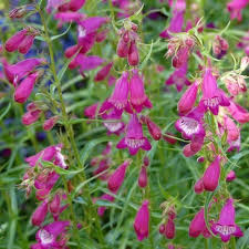 Purple Mexicali Sunburst Penstemon Flower Seeds for Planting – Heirloom Non-GMO High Germination Organic Garden Seeds