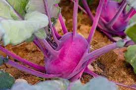 Pink Kohlrabi flower seeds for planting - Heirloom & Non-GMO Garden Seeds