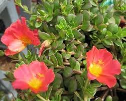 Red Rock Purslane Ruby Tuesday Flower Seeds for Planting | Heirloom Non-GMO Organic Garden Seeds
