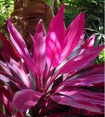 Cordyline Rubra Flower Seeds for Planting | Heirloom Non-GMO Organic Garden Seeds High Germination