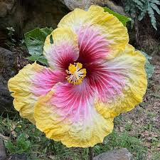 Pink Yellow Hibiscus Flower Seeds for Planting | Heirloom Non-GMO High Germination Organic Garden Seeds
