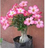 Adenium Flower seeds for Planting – Easy to Grow, Heirloom & GMO Free Seeds for Home Garden, High Germination