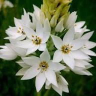 White Checkermallow Flower Seeds for Planting – Heirloom, Non-GMO, High Germination Organic Garden Seeds