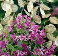 Lunaria Money Flower Seeds for Planting – Heirloom, Non-GMO, High Germination Organic Garden Seeds
