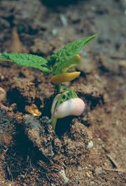 White Bush Bean Seeds for Planting – Heirloom Non-GMO Productive Vegetable Garden Seeds with High Germination