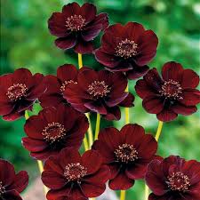 Marron Atrosanguineus Flower Seeds for Planting – Hardy Variety, Heirloom, Non-GMO, High Germination Organic Garden Seeds