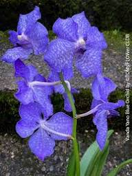 Phalaenopsis Orchid Flower Seeds for Planting – Heirloom, Non-GMO, Organic Cut Flower Favorite Seeds