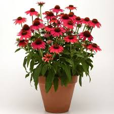 Maroon Coneflower Flower Seeds for Planting – Heirloom, Non-GMO, High Germination Organic Garden Seeds