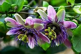 Mixed Colour Passion Flower Seeds 100 pcs – Non-GMO, High Germination Heirloom Organic Garden Seeds